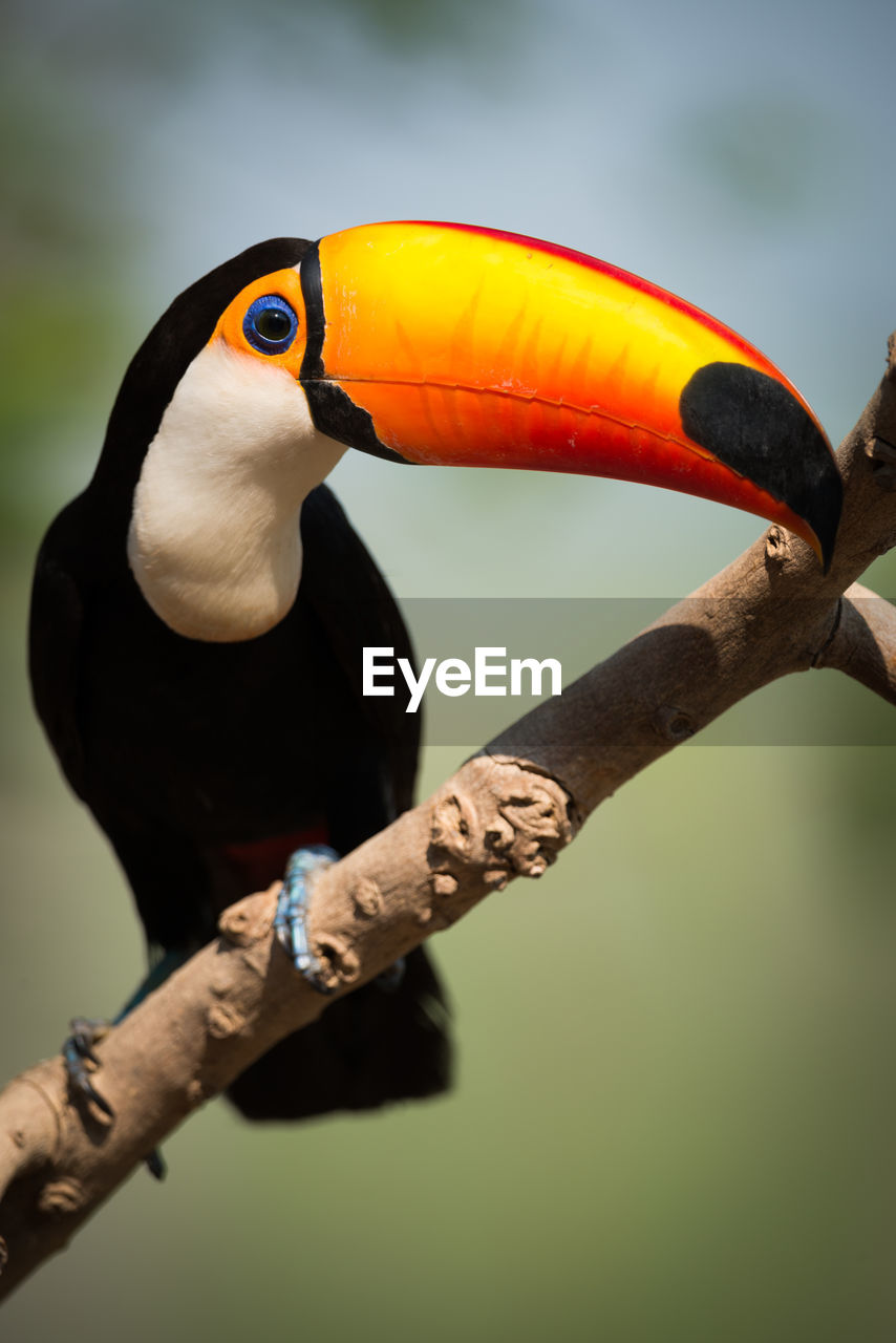Toucan perching on branch