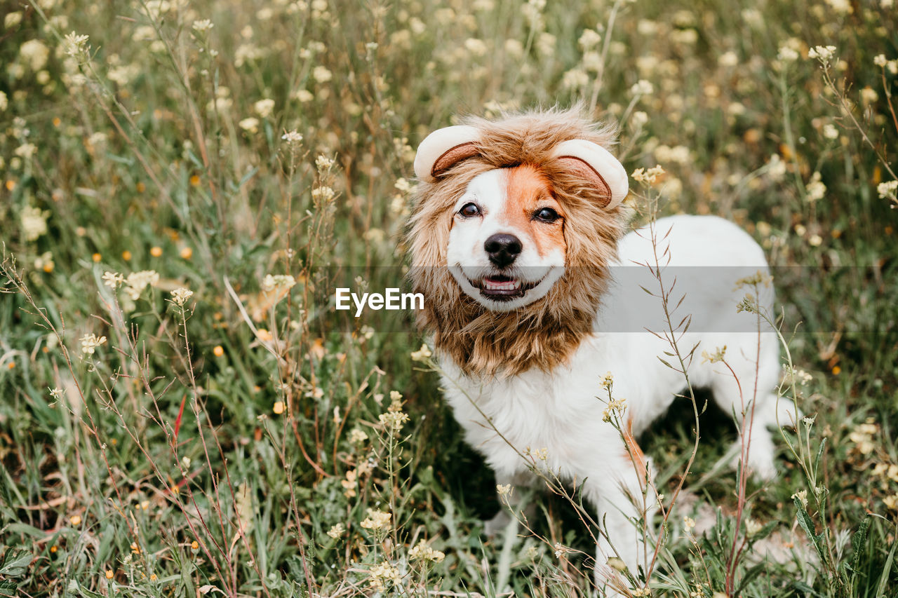 Cute jack russell dog wearing a lion costume on head. happy dog in nature in yellow flowers meadow