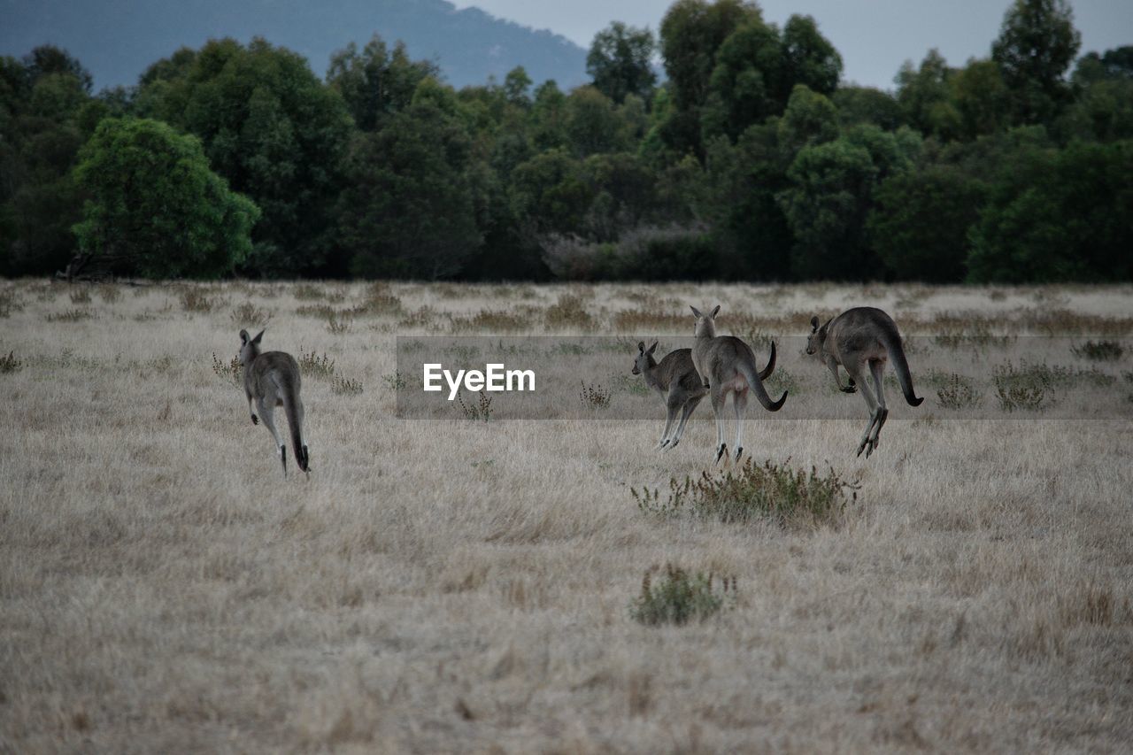 Kangaroos leaping in a field