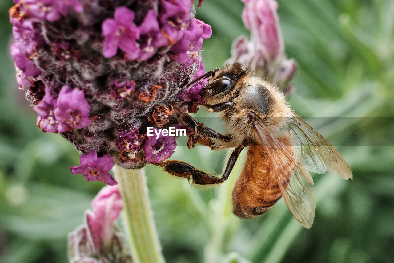 Close-up of bee pollinating on purple flower