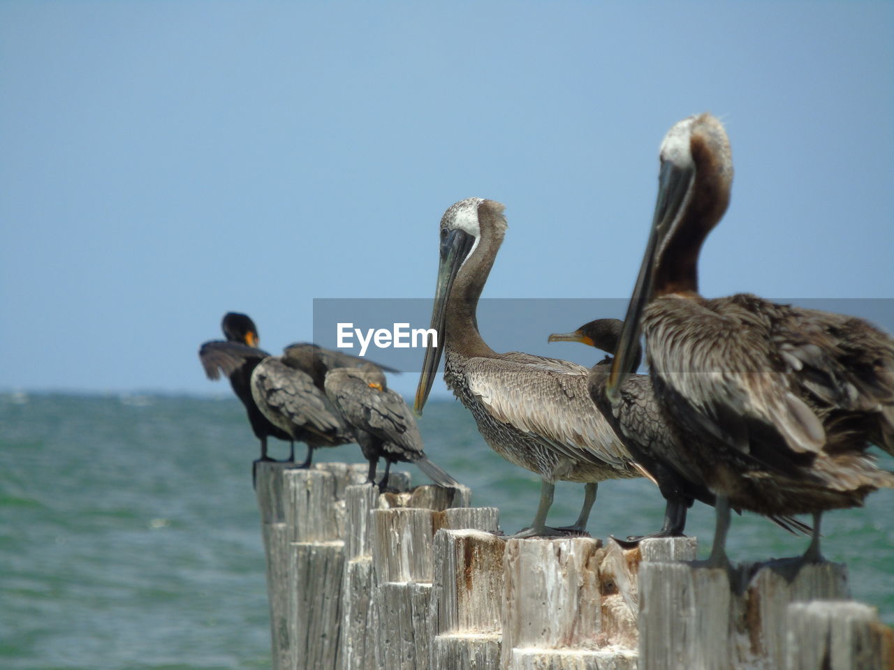 Birds perching on wooden post against clear sky on the ocean