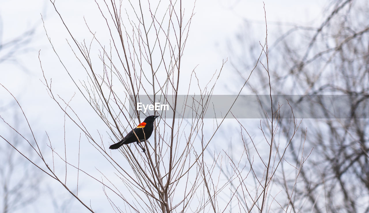 winter, bird, animal themes, animal, animal wildlife, wildlife, nature, one animal, plant, branch, bare tree, tree, day, no people, sky, low angle view, perching, cold temperature, outdoors, snow, beauty in nature