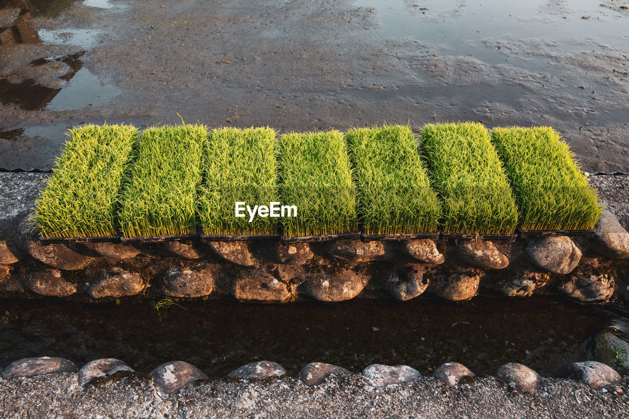 High angle view of rice seedlings on rocks side of the road