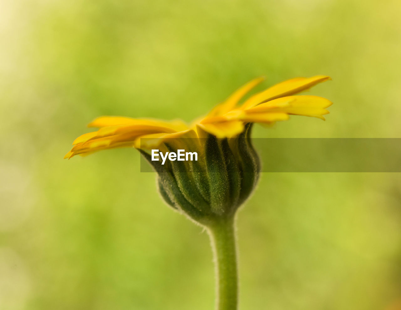 CLOSE-UP OF YELLOW FLOWER PLANT