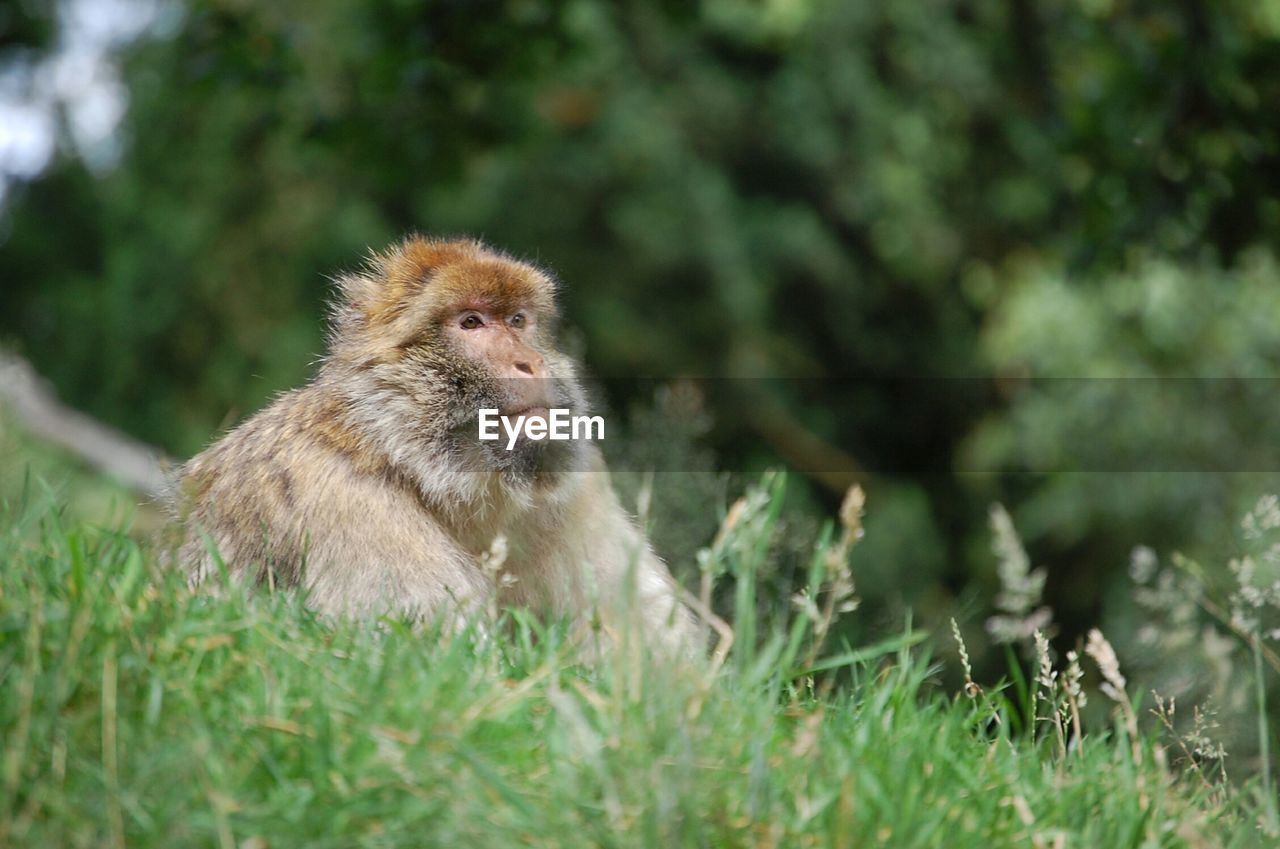 Barbary macaque sitting on grassy field in forest