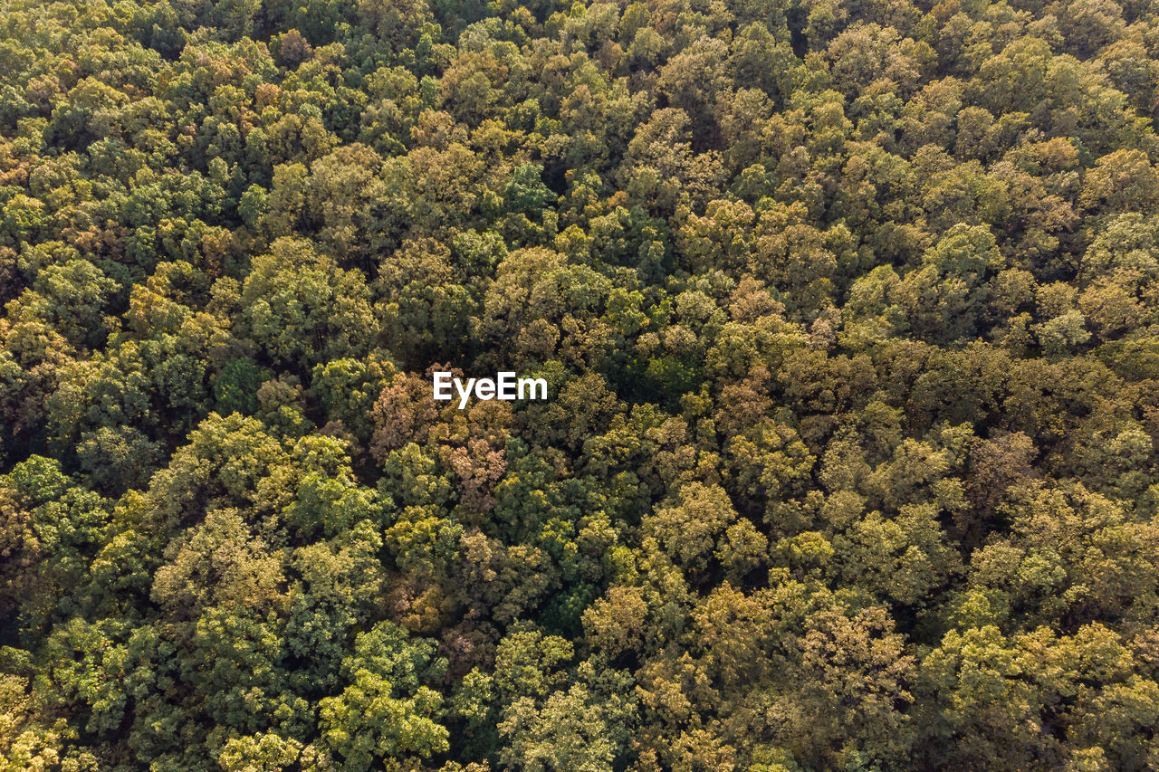 FULL FRAME SHOT OF TREES