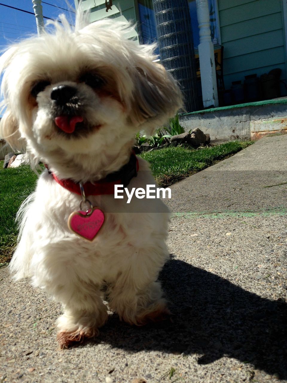 Close-up of puppy sitting on footpath