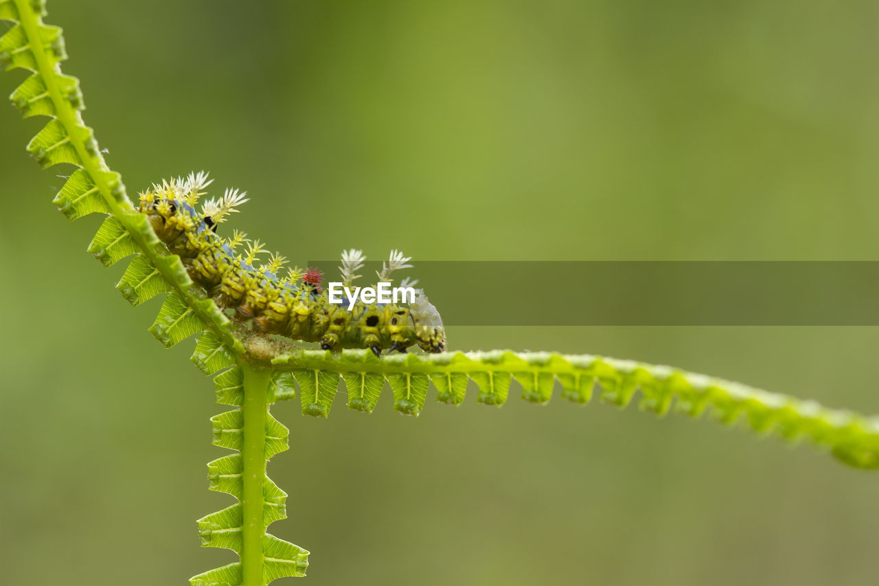 Close-up of insect on plant