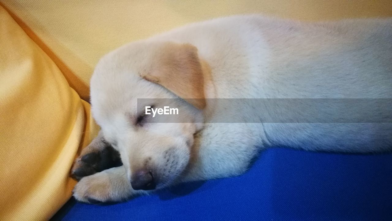 CLOSE-UP OF DOG RELAXING ON SOFA