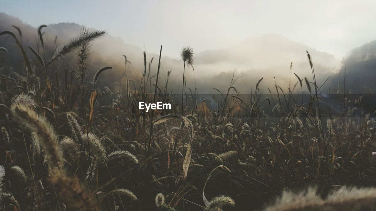 Plants on a field