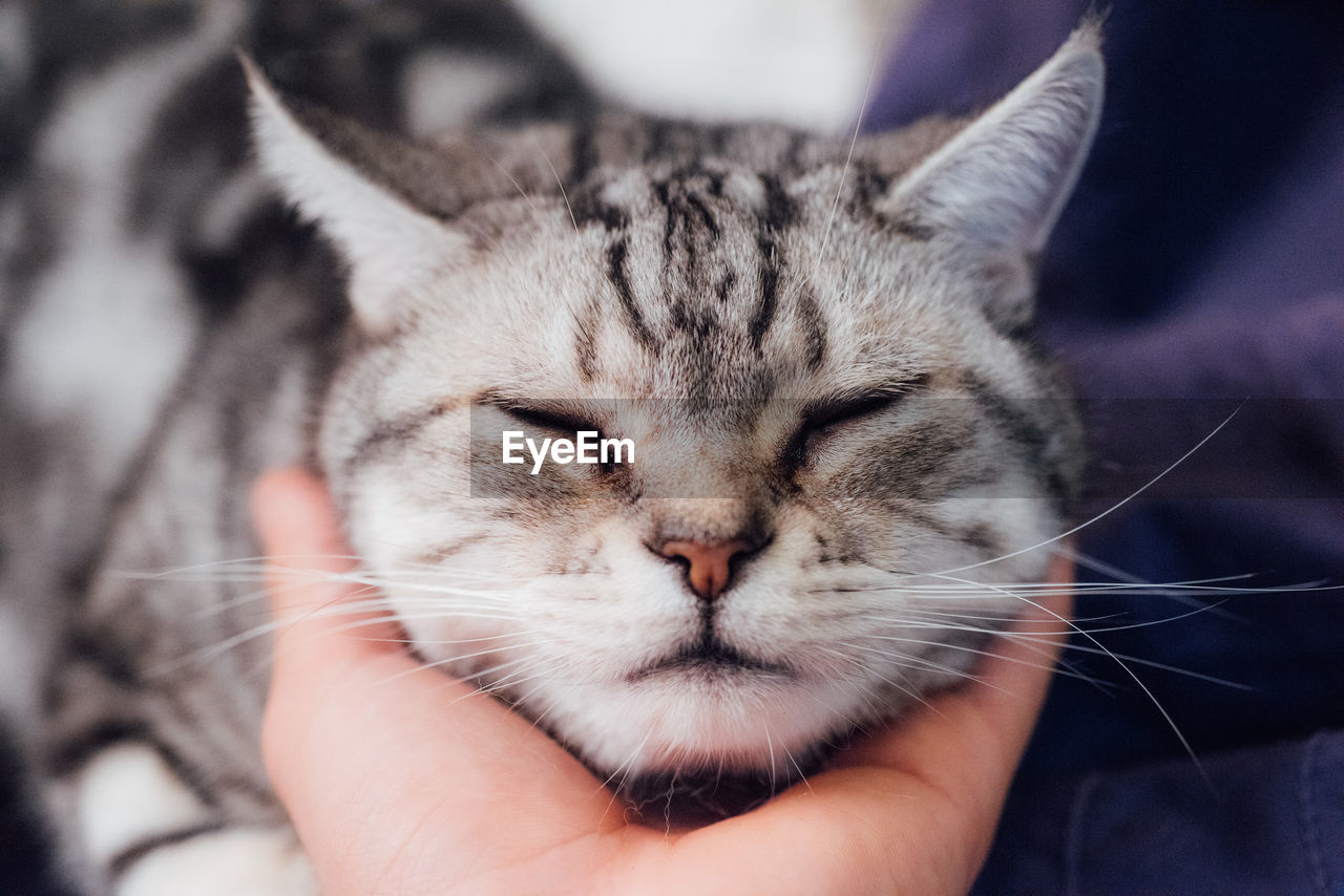 Cropped image of person holding cat head