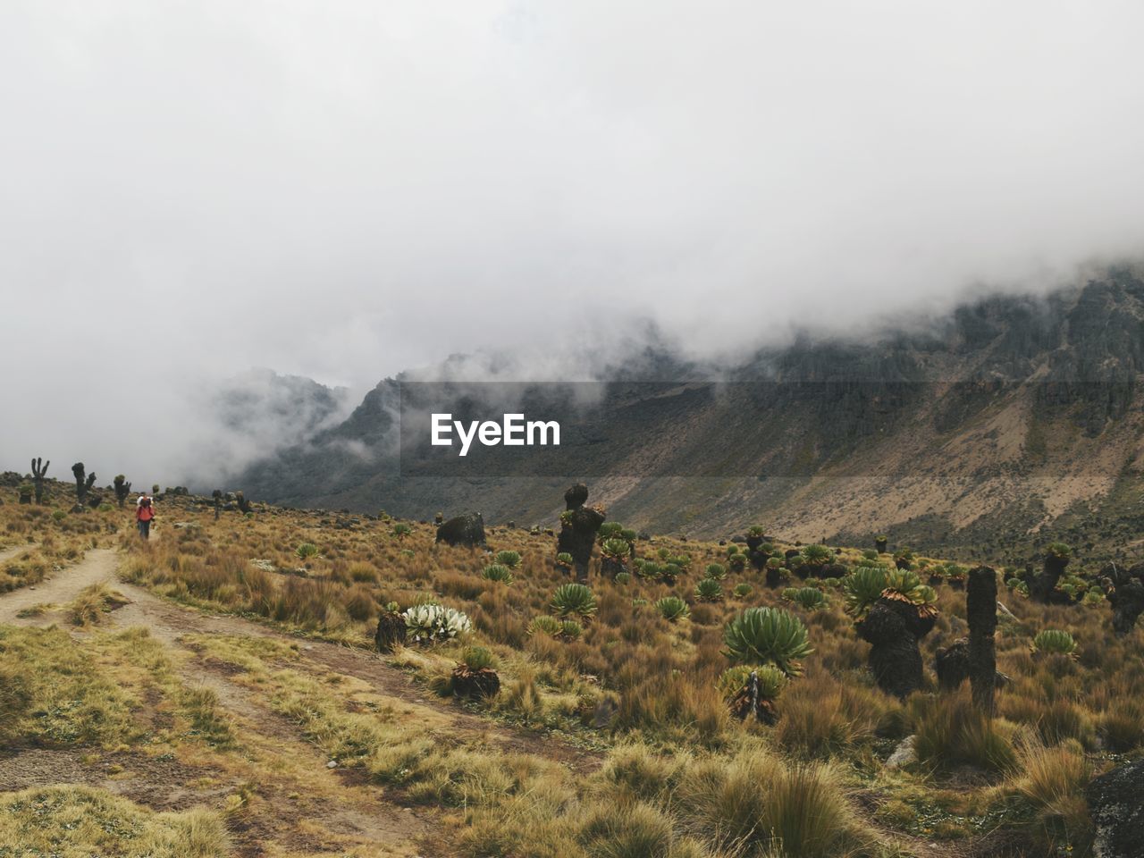 Scenic view of field against sky, mount kenya national park, kenya 