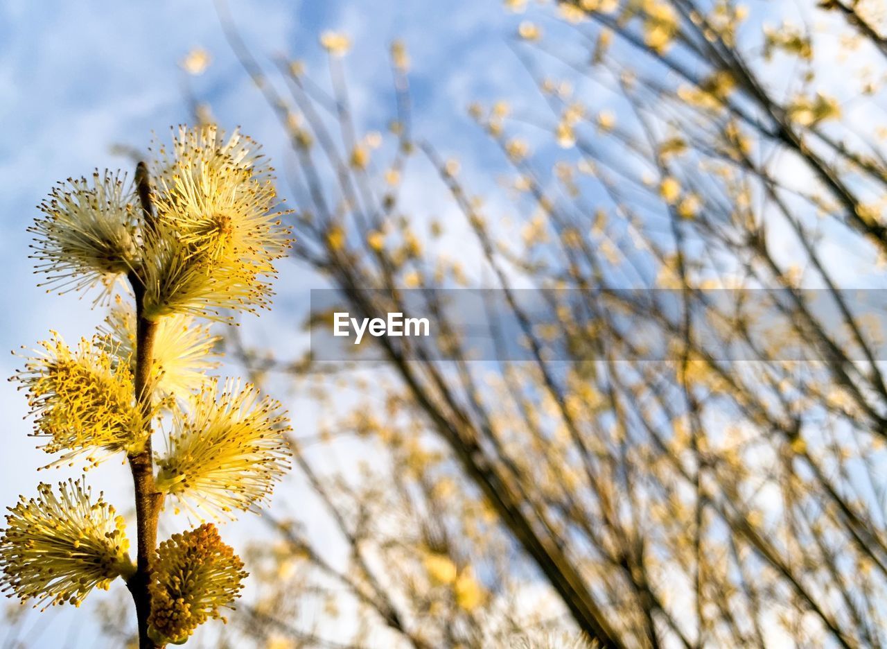 LOW ANGLE VIEW OF FLOWERING PLANTS AGAINST SKY