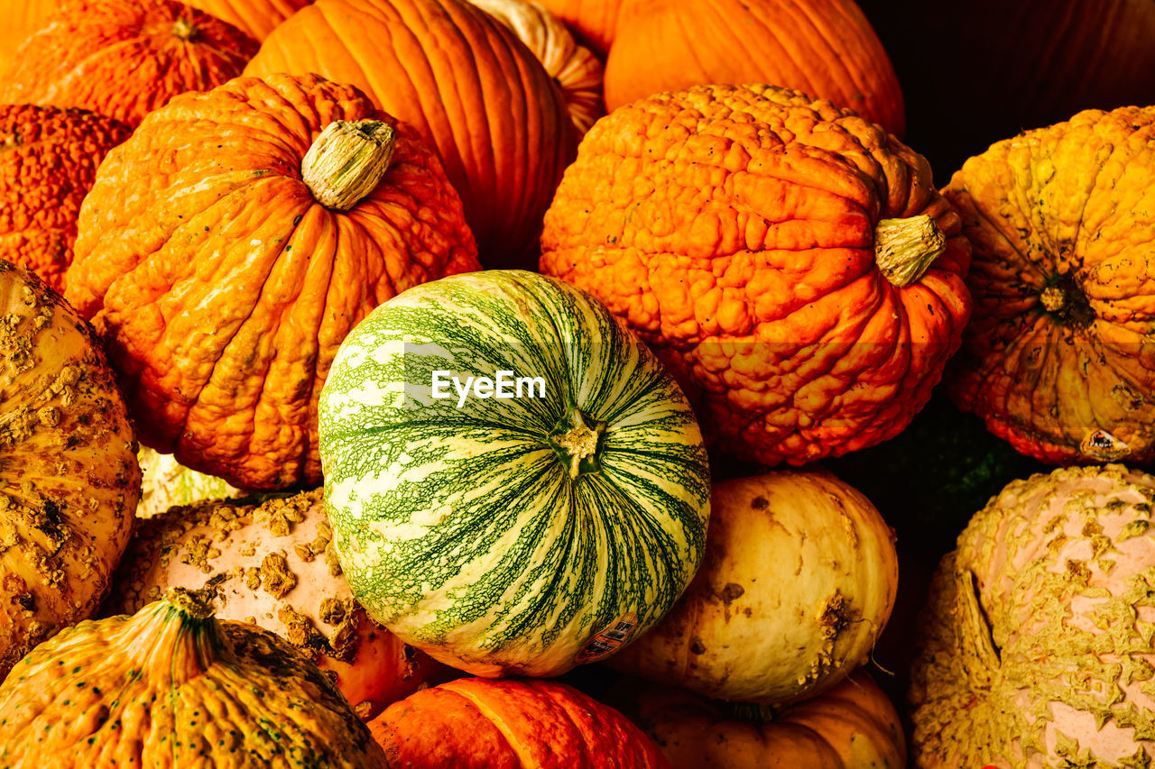 Pille of autumn pumpkins in varieties with green stripes, orange warty, yellow, and tan color