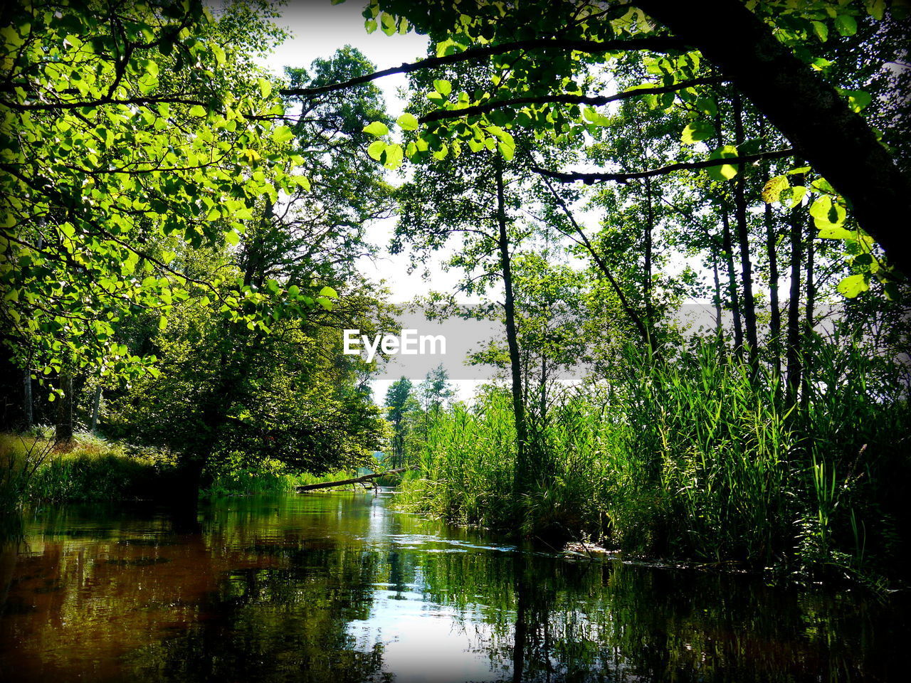 Reflection of trees in water