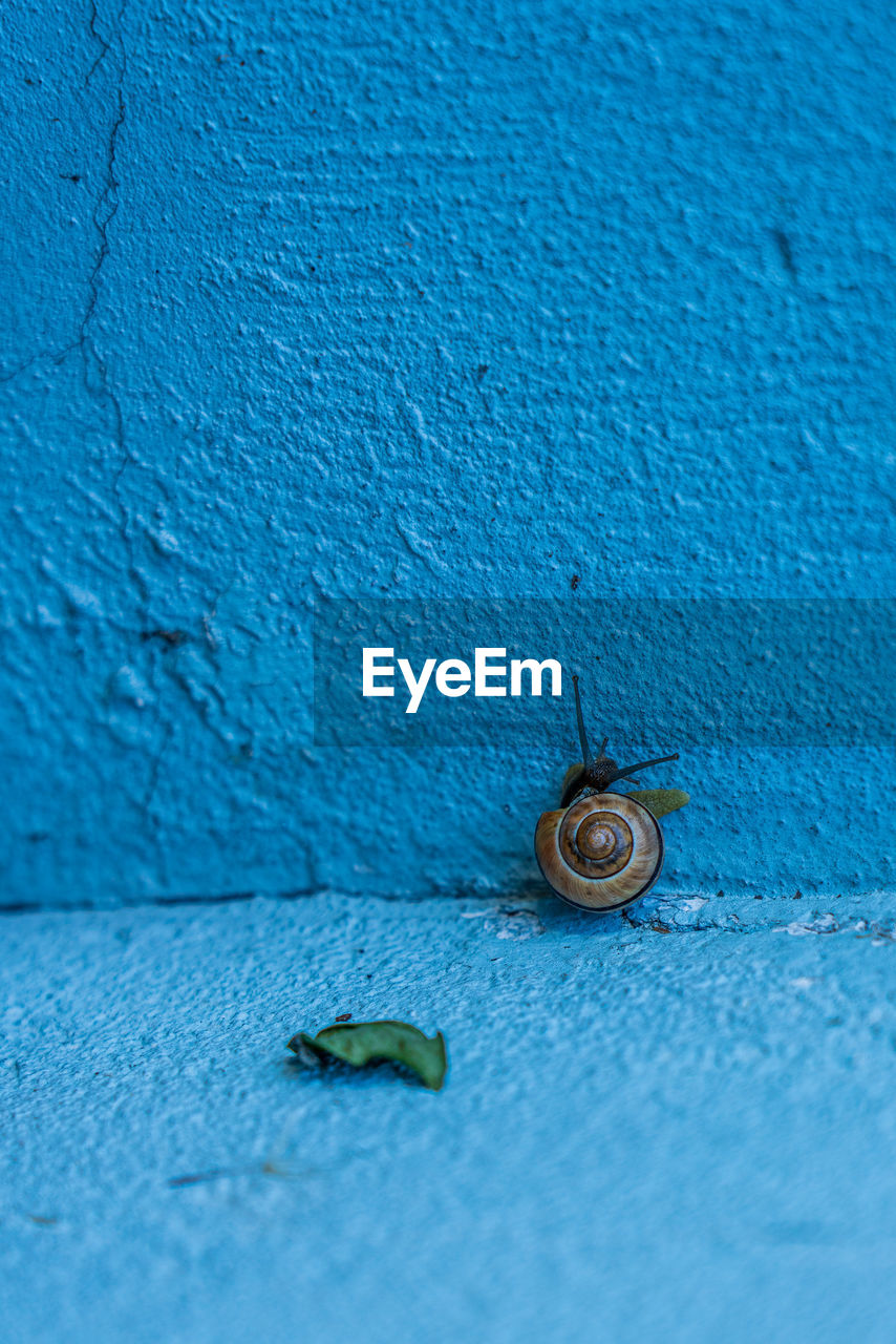 Snail in the seashell on blue wall