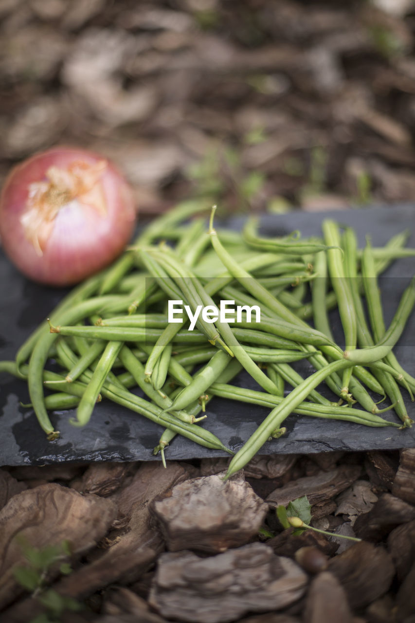 High angle view of vegetables on plant