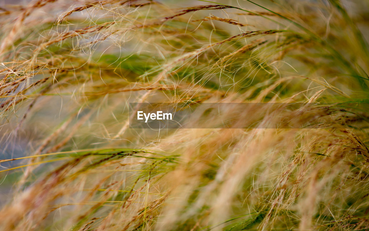 Close-up of wheat growing on field