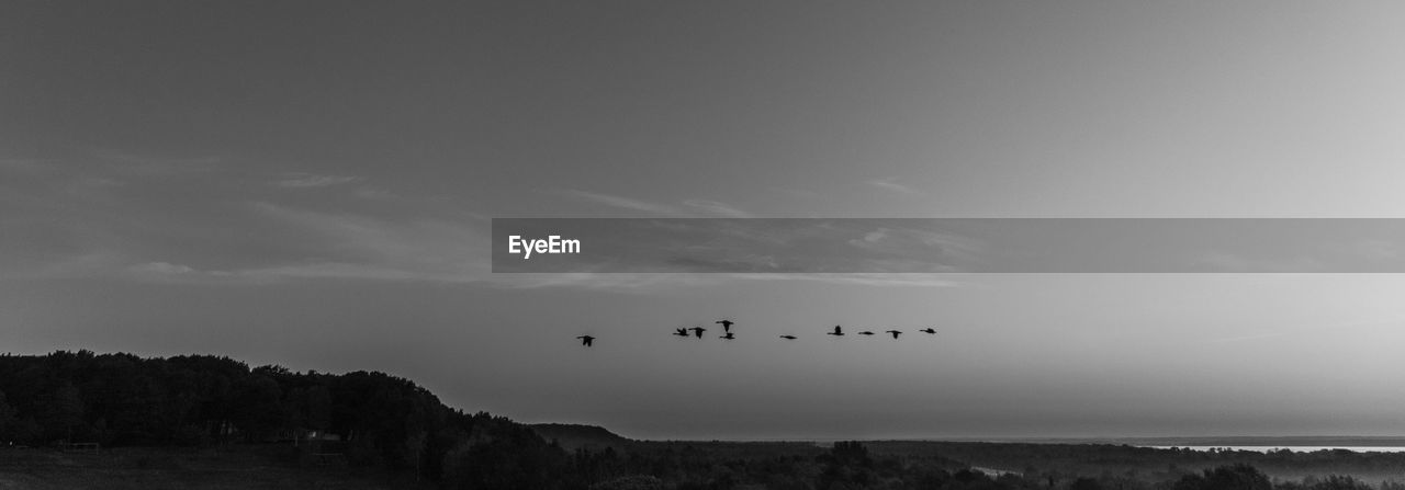 FLOCK OF BIRDS FLYING OVER LAND
