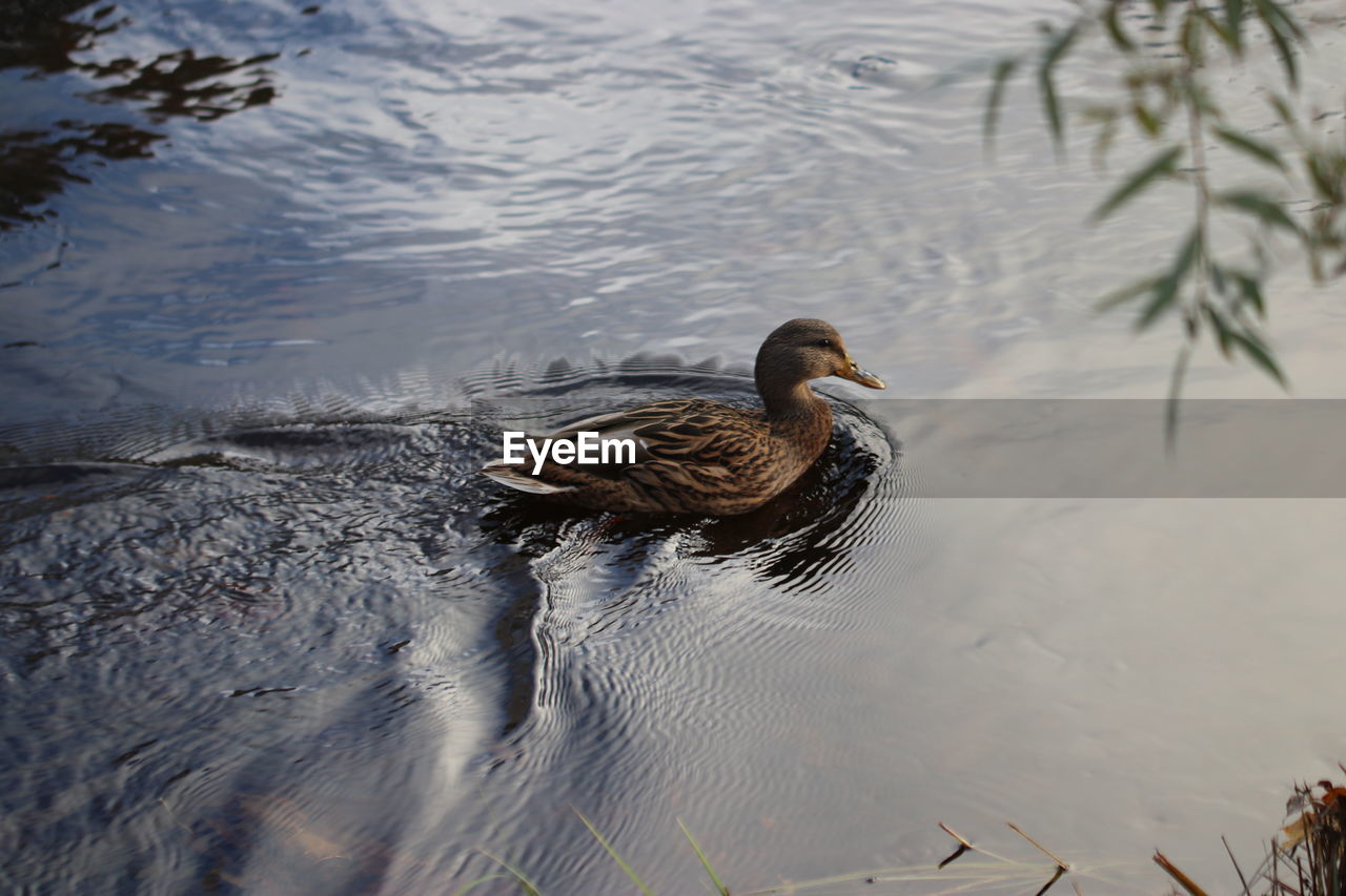 High angle view of duck swimming in lake