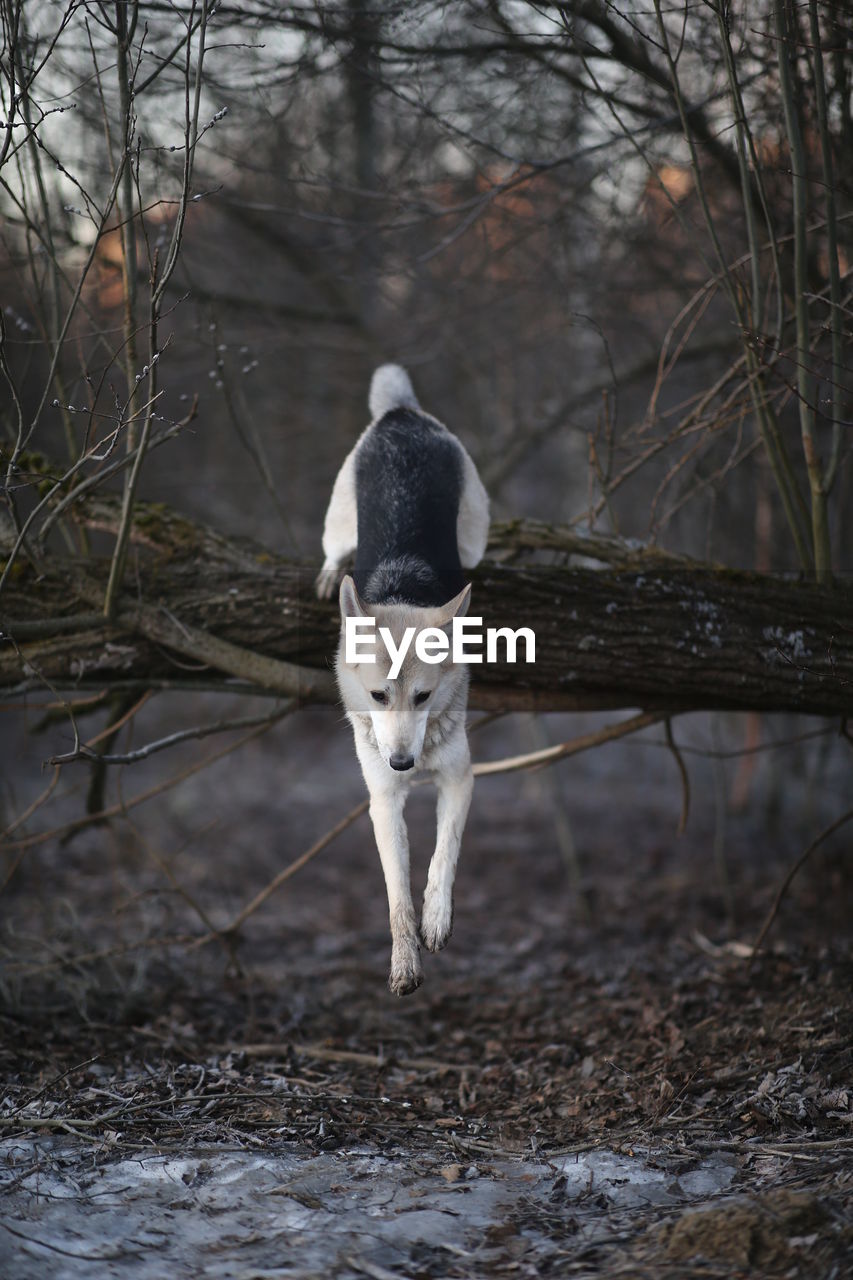 DOG STANDING ON FIELD