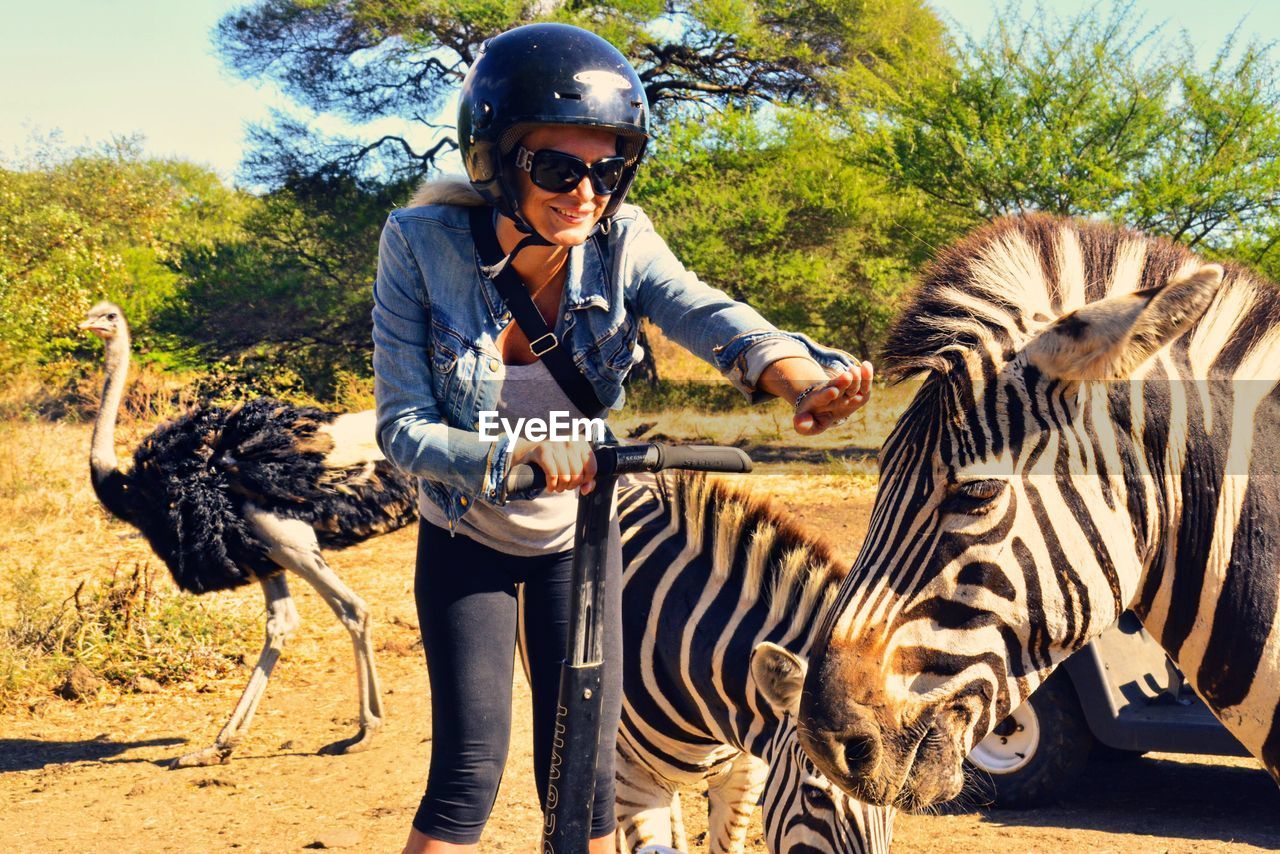 Woman riding segway by zebras on field during sunny day