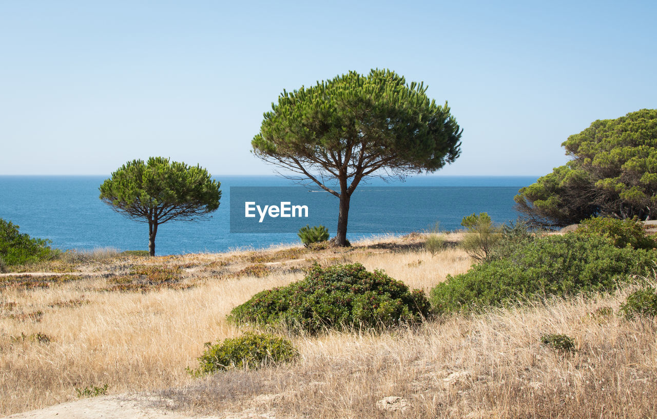 Pine tree algarve coast