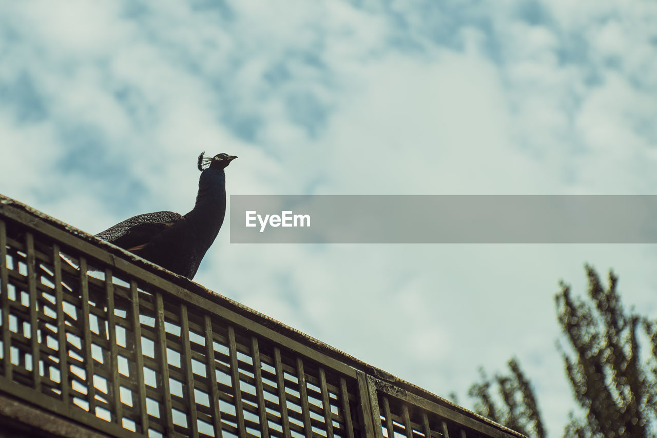 LOW ANGLE VIEW OF BIRD PERCHING ON ROOF