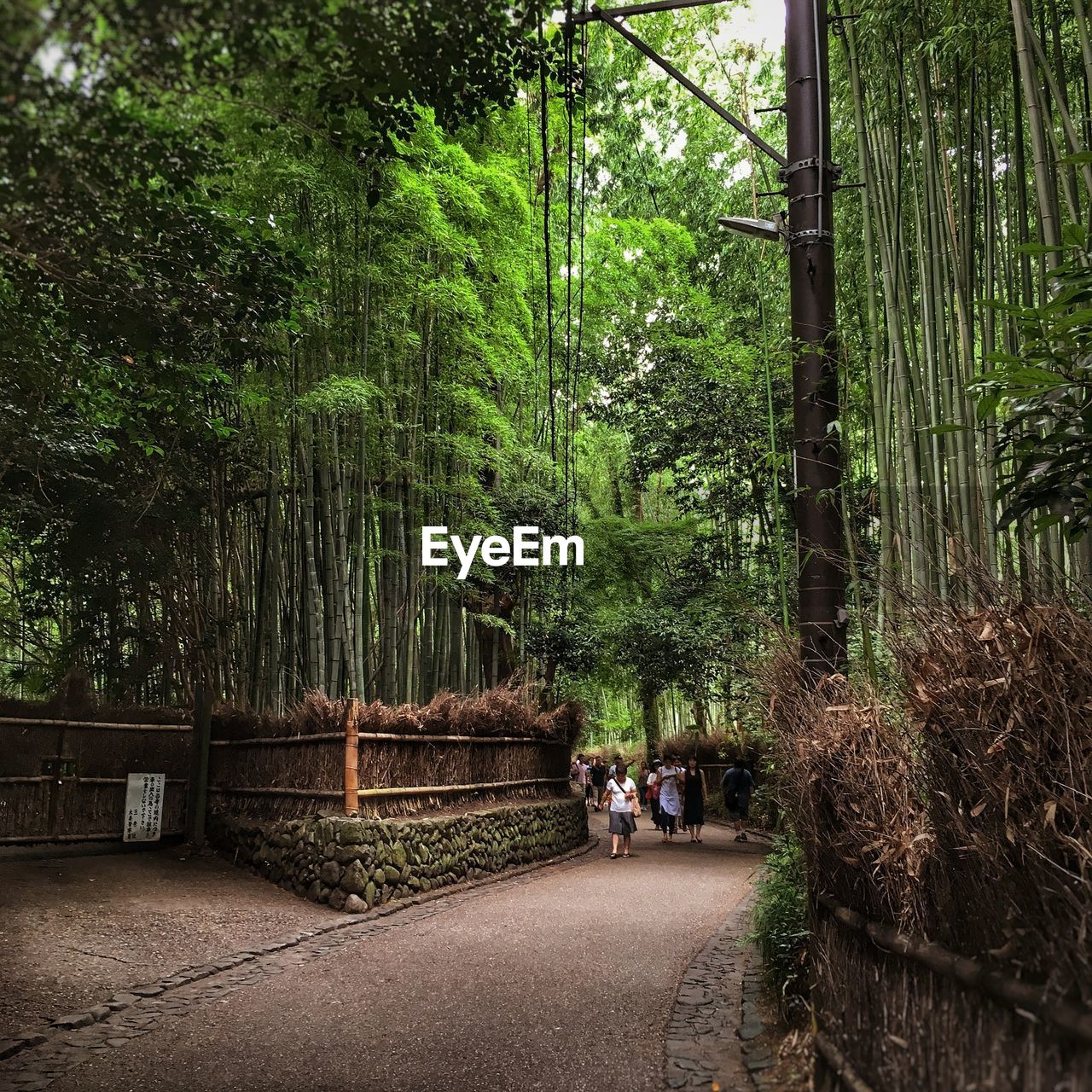 People walking on footpath amidst trees