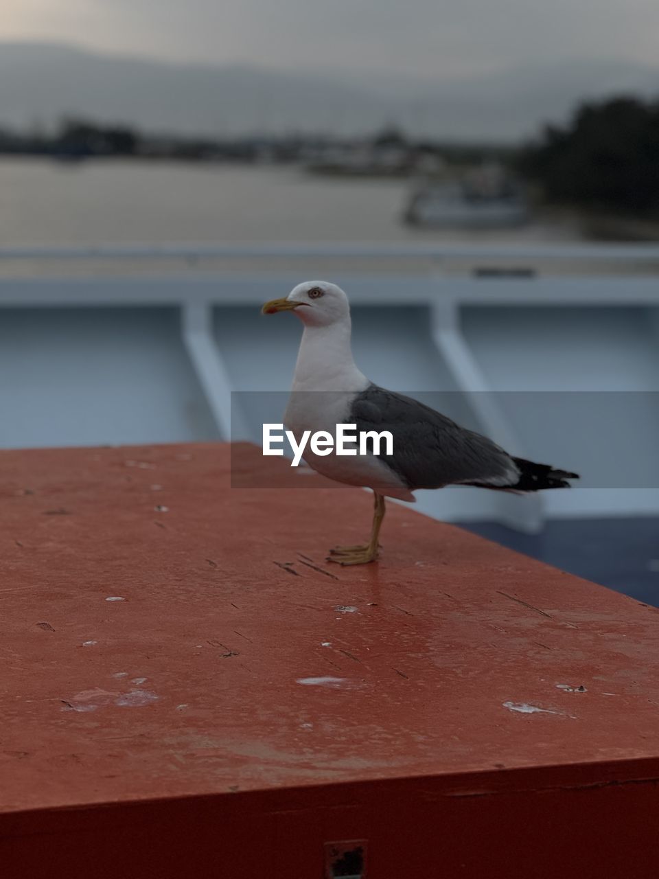 animal themes, bird, animal, wildlife, animal wildlife, one animal, gull, perching, seagull, water, seabird, no people, nature, sea, focus on foreground, european herring gull, day, wing, outdoors, blue, side view, great black-backed gull, retaining wall