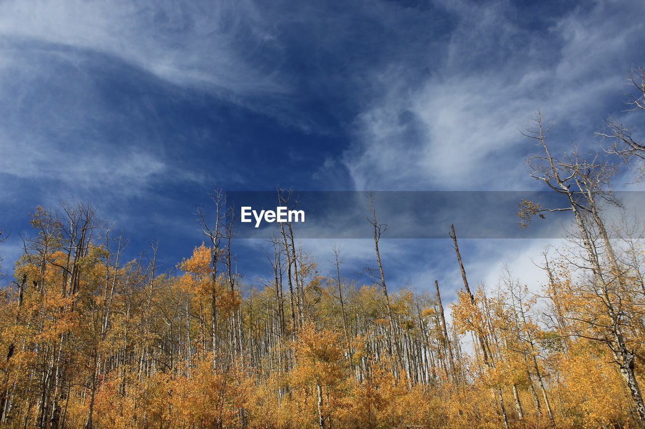 LOW ANGLE VIEW OF SKY OVER LAND