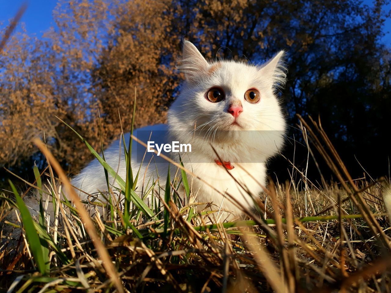 PORTRAIT OF A CAT ON FIELD BY TREES