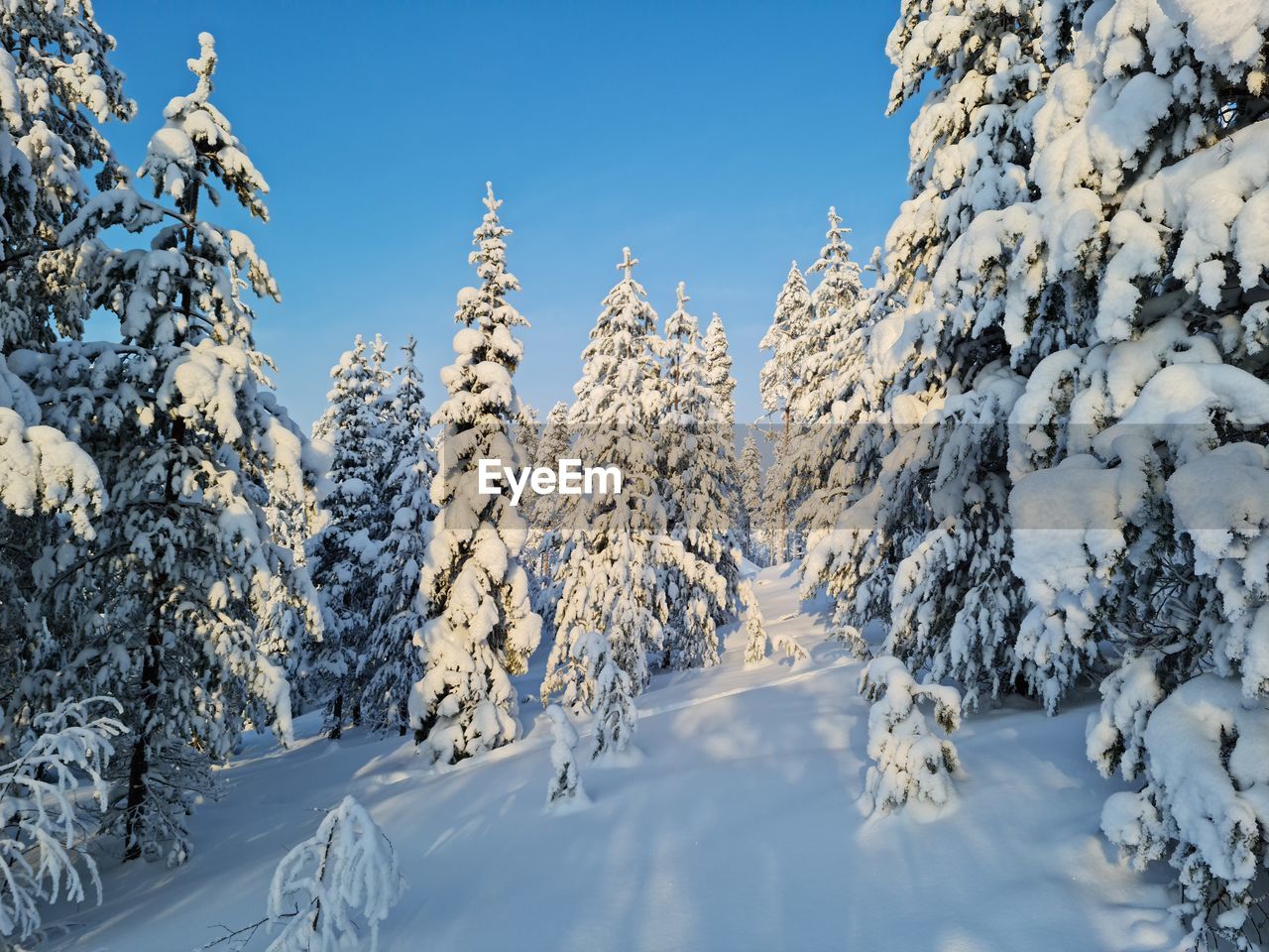 Snow covered land and trees against sky