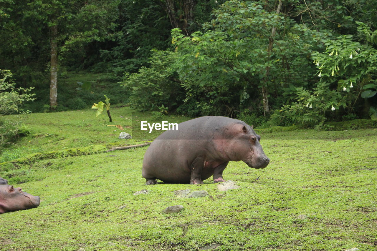 VIEW OF A SHEEP ON FIELD