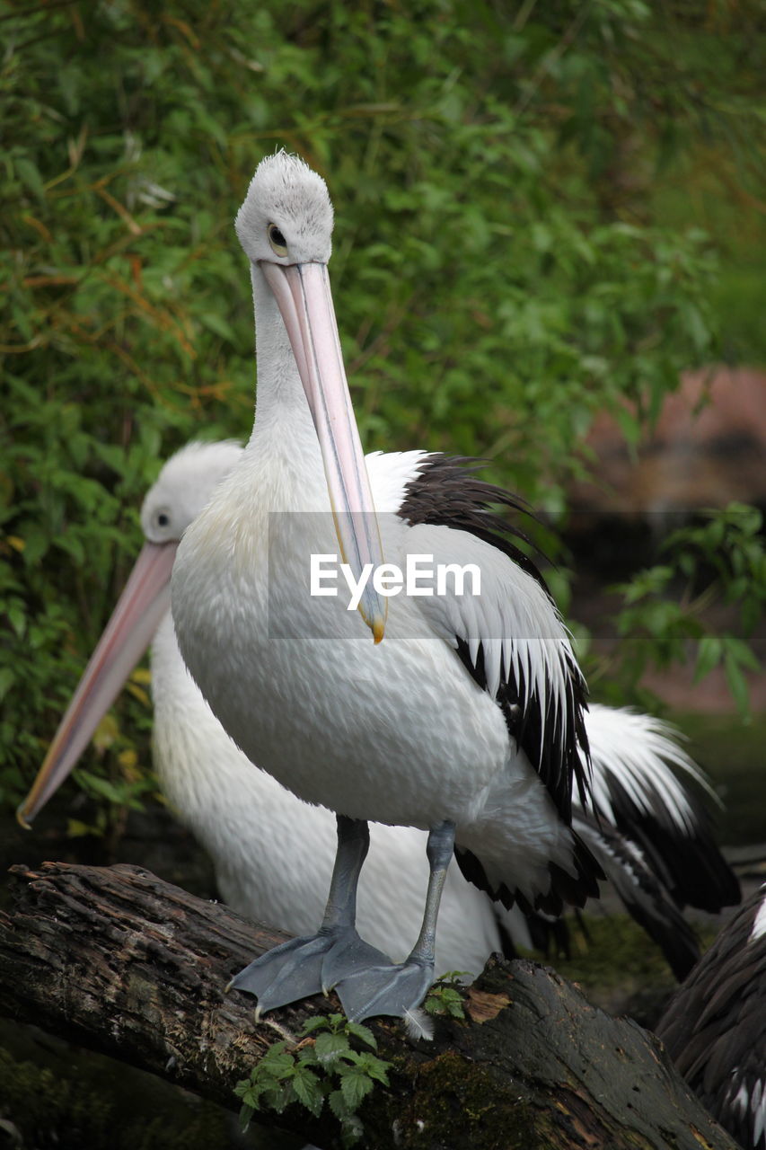 CLOSE-UP OF PELICAN PERCHING ON A TREE