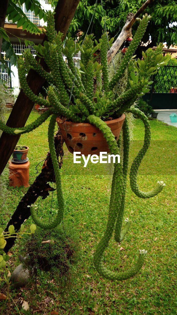 CLOSE-UP OF FRESH CACTUS PLANTS