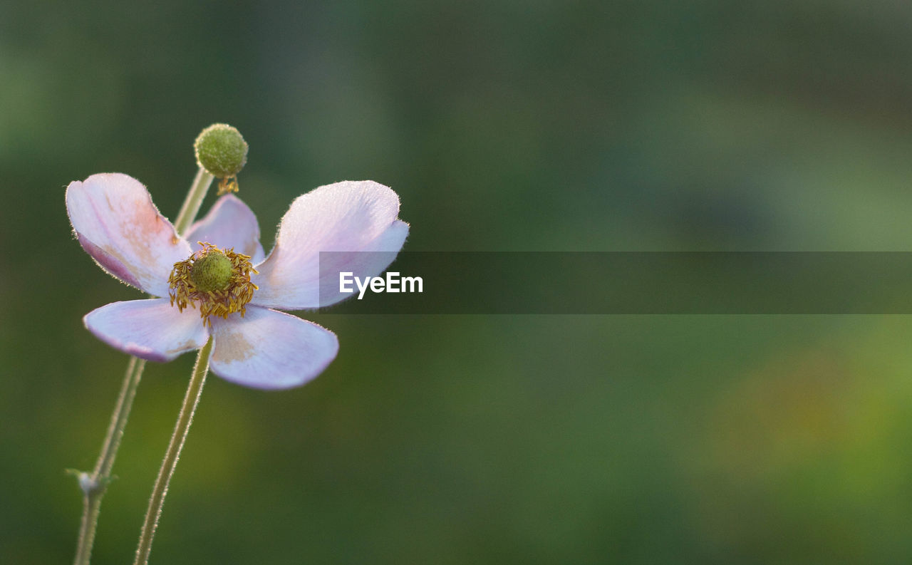 Close-up of flower blooming outdoors