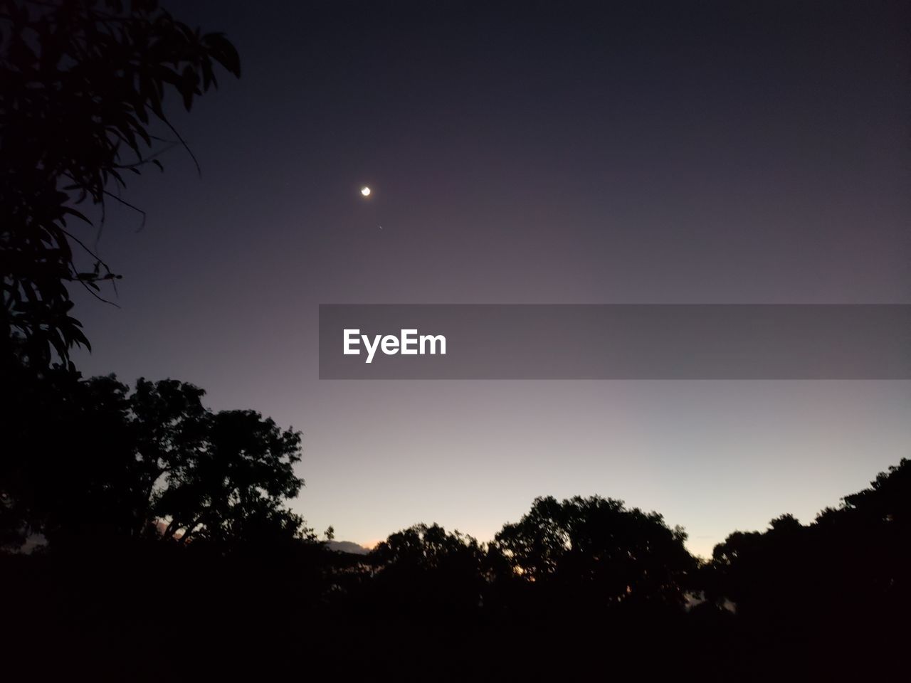 LOW ANGLE VIEW OF SILHOUETTE TREES AGAINST CLEAR SKY AT SUNSET