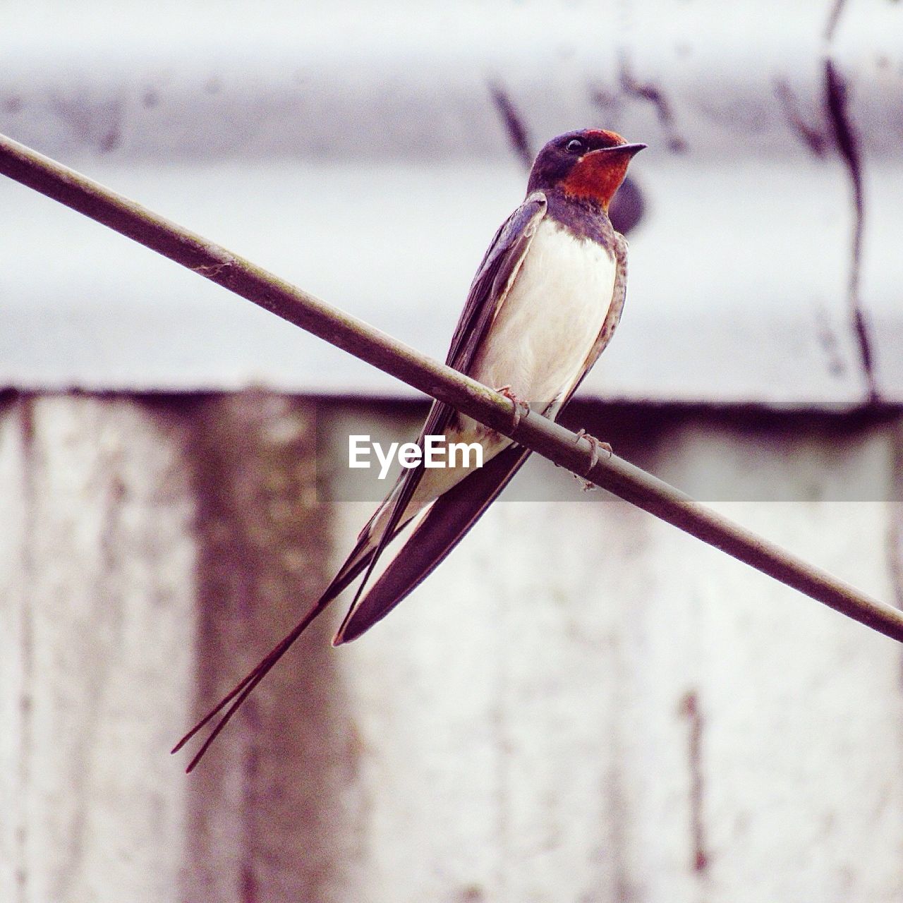 Close-up of bird perching on wire