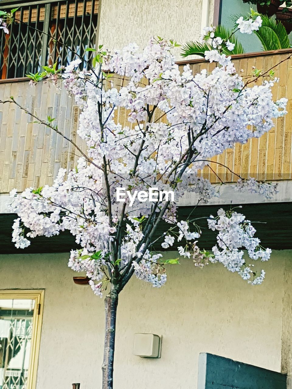 FLOWERS GROWING ON PLANT