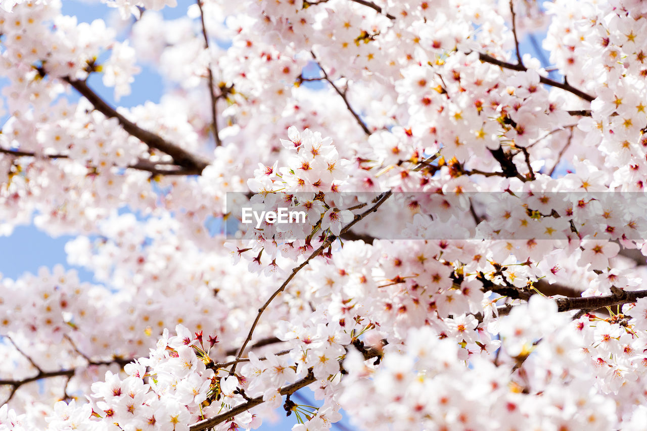 LOW ANGLE VIEW OF CHERRY BLOSSOMS