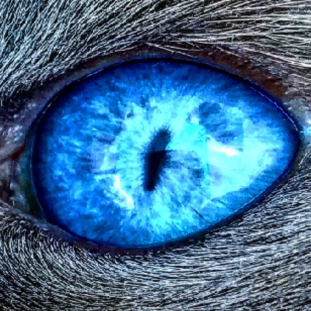 CLOSE UP OF BLUE EYE