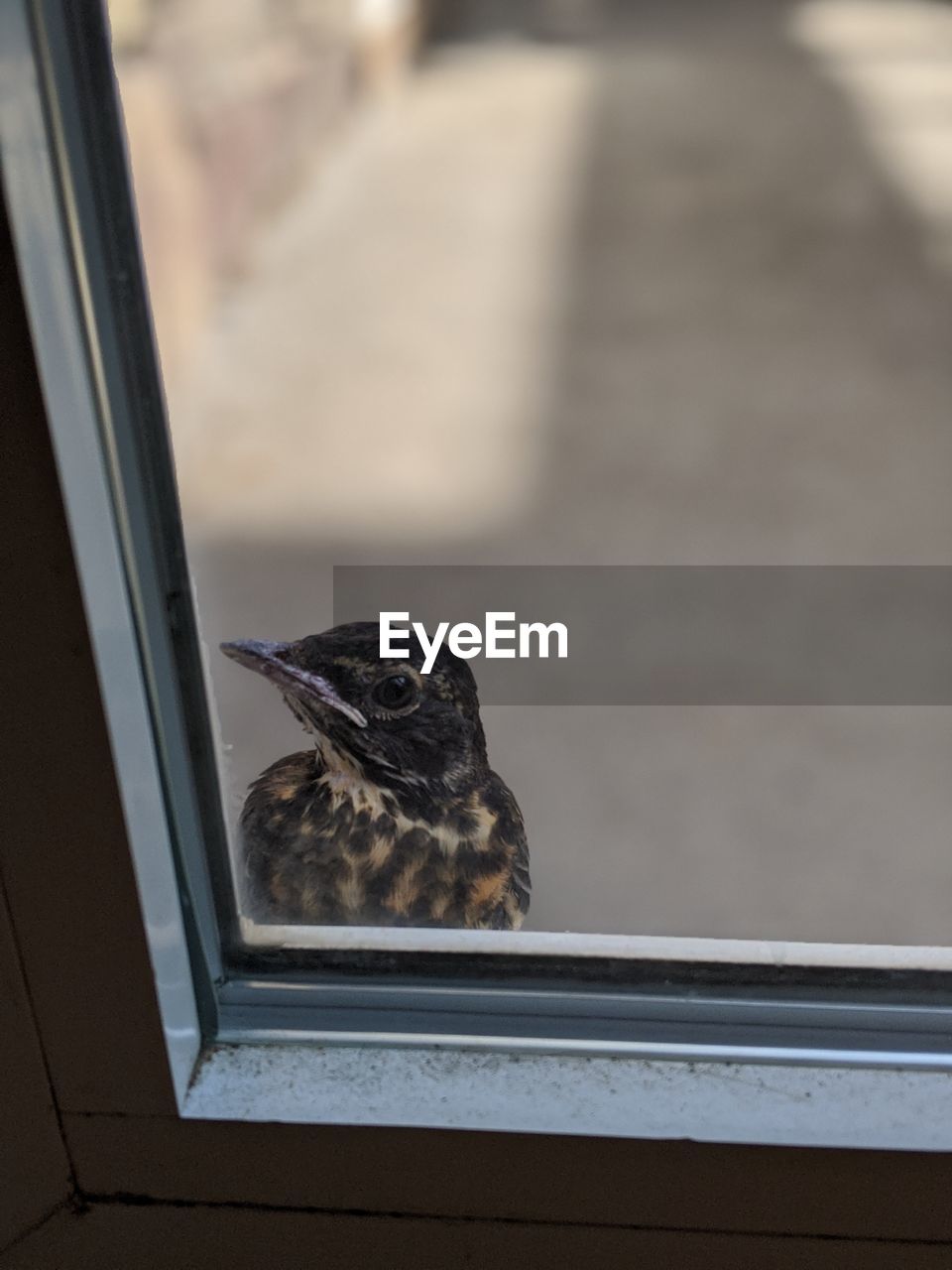 CLOSE-UP OF BIRD PERCHING ON WINDOW