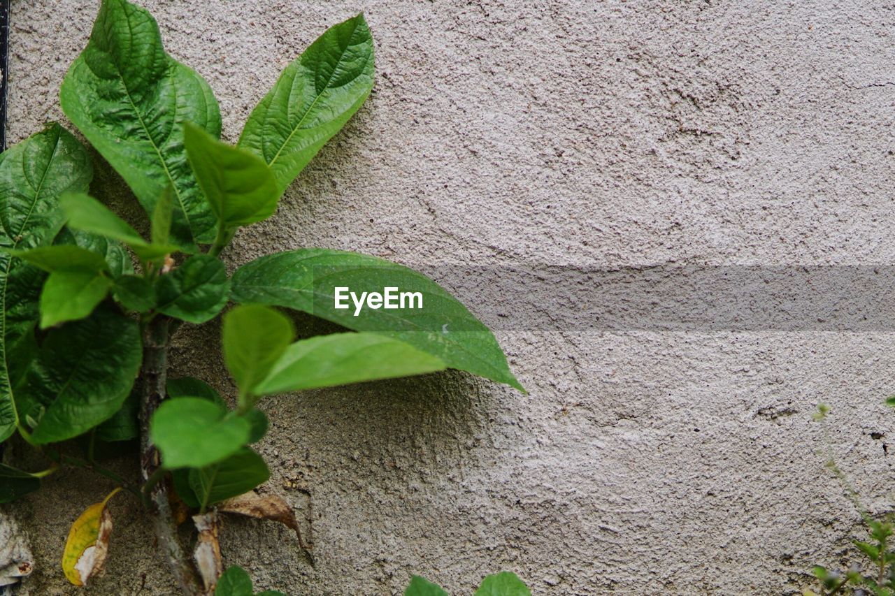 CLOSE-UP OF PLANTS