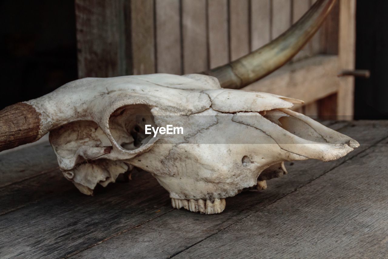 Close-up of animal skull