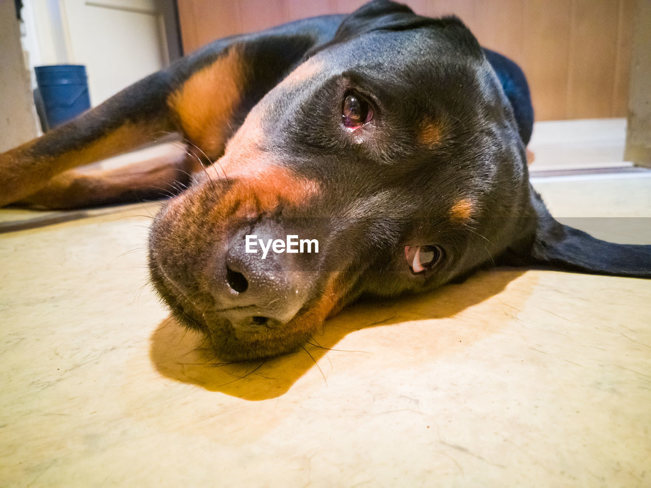 CLOSE-UP OF A DOG RESTING ON FLOOR