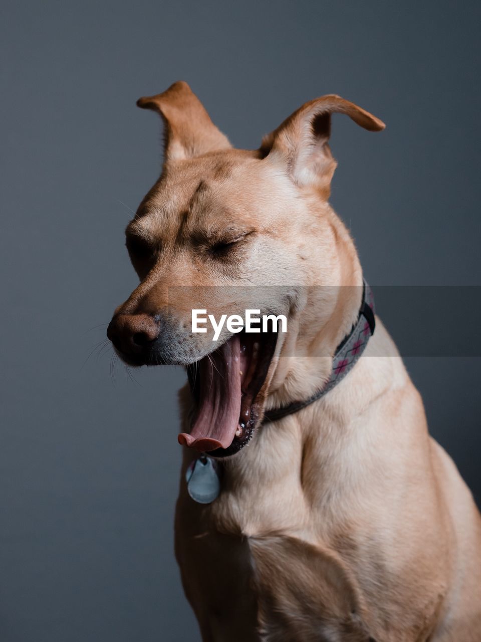 Close-up of dog yawning against wall