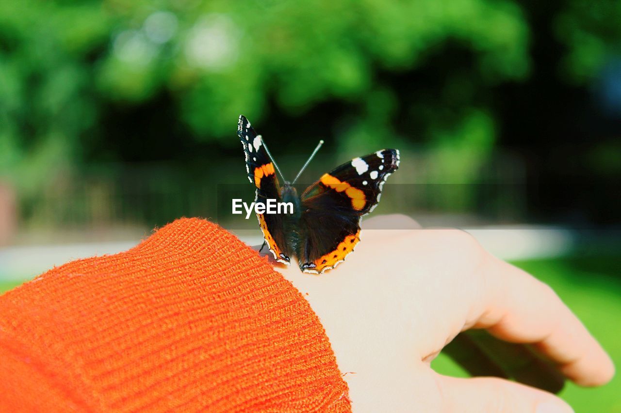 Close-up of butterfly on hand