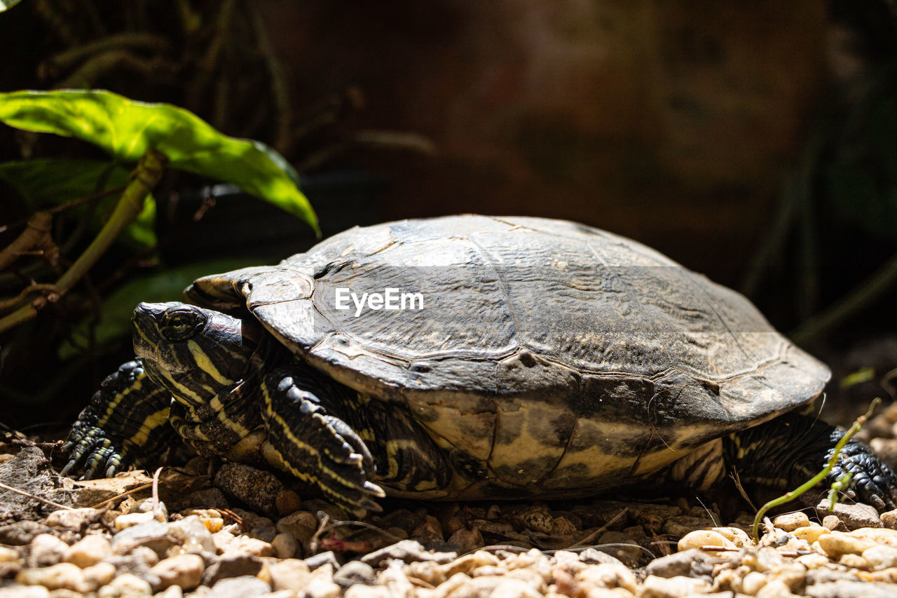 animal themes, animal, turtle, reptile, animal wildlife, tortoise, one animal, wildlife, shell, animal shell, nature, tortoise shell, close-up, no people, water, sea, land, outdoors, boredom