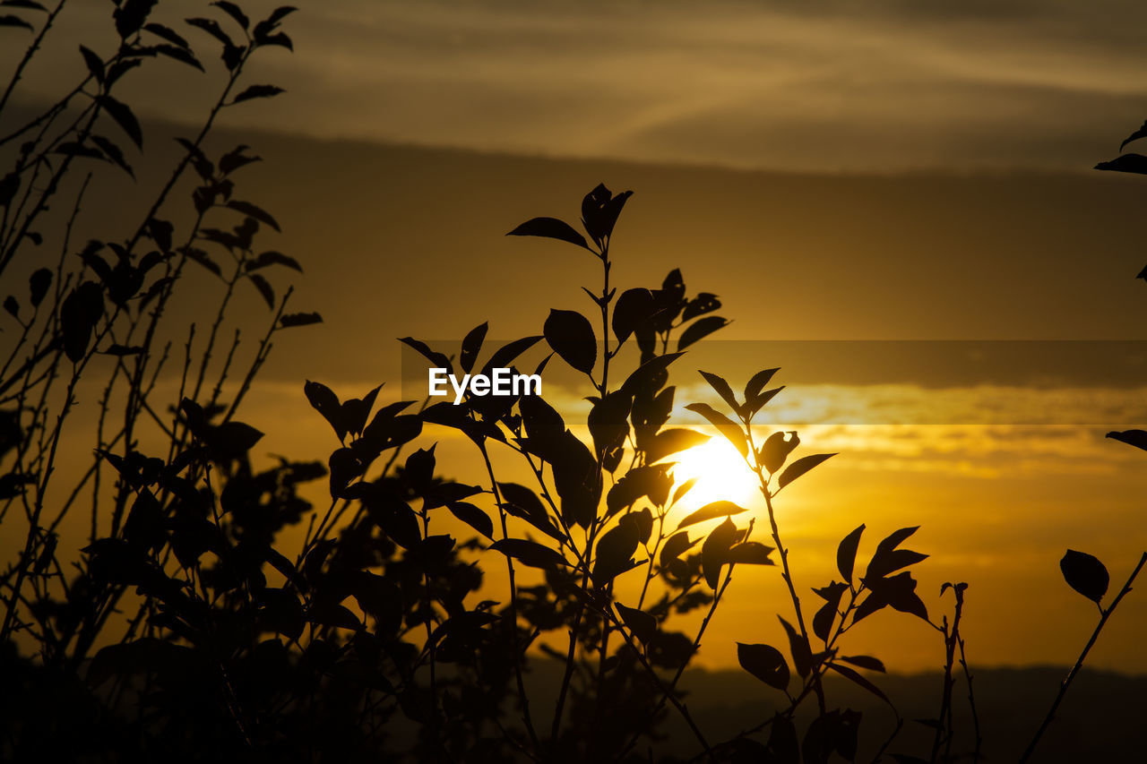 SILHOUETTE PLANTS AGAINST ORANGE SKY